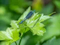 image026