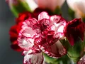 image087