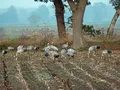 zegarek