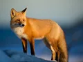 image059