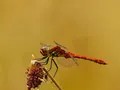 image06
