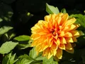 image021