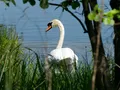 zdjęcia ślubne nad brzegiem rzeki