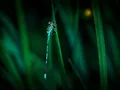 image1305