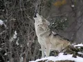 image0909