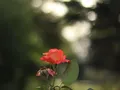 image015