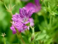 image0085a