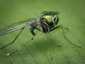image083a