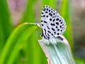 image0370