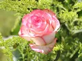 zdjęcia ślubne w ogrodzie botanicznym w Poznaniu